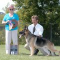 Best Of Breed AOE SEL EX CH Kaleefs Joshua V Kenlyn HT TC