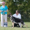 <p>Best Opposite Sex Puppy, Sequel's Tango V. Bleitreu</p>