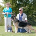 <p>Best Veteran, Ch. Knollwood's Discojack</p>