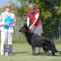 <p>Reserve Winners Dog, Scher-Lo's Midnight Dealer</p>
