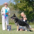<p>Winners Dog, Dawnhill's Zoomer Wit V Winstrom CGC</p>