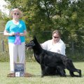 <p>Winners Bitch, Best of Winners, Best of Opposite Sex- Scher-Lo's Black Silk</p>