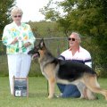 Best Veteran, Ch. Knollwood's Discojock