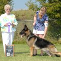 <p>Reserve Winnner's Dog, Winsome's Elvis Bearsley V Chablis</p>