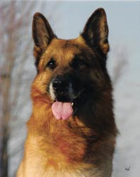 Correct German Shepherd Head