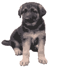 puppy