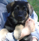 German Shepherd Puppy