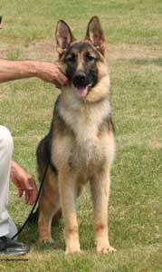 German Shepherd Dog Stacked in a show pose