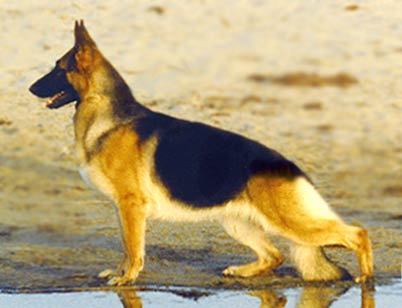 German Shepherd Dog Stacked
